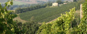 vigna_3_